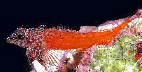 Tripterygion melanurus_001124